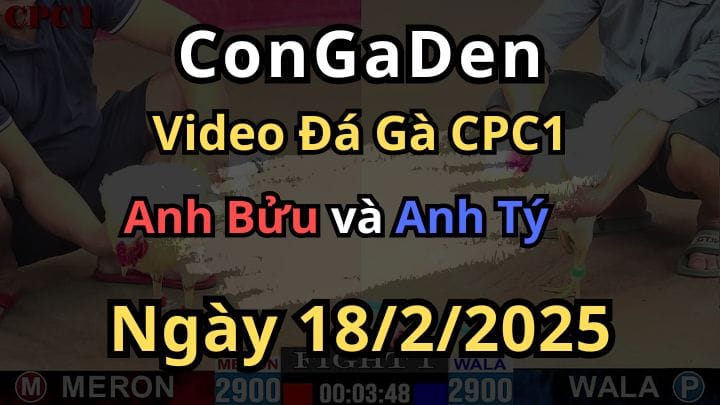Gà anh Bửu Mở Bát Lụm Nhẹ Cặp Giò Bướm Hiệu CPC1 18/2/2025