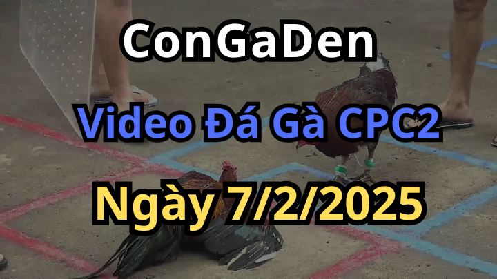 Top trận đá gà hay nhất bồ cpc2 hôm nay 7/2/2025