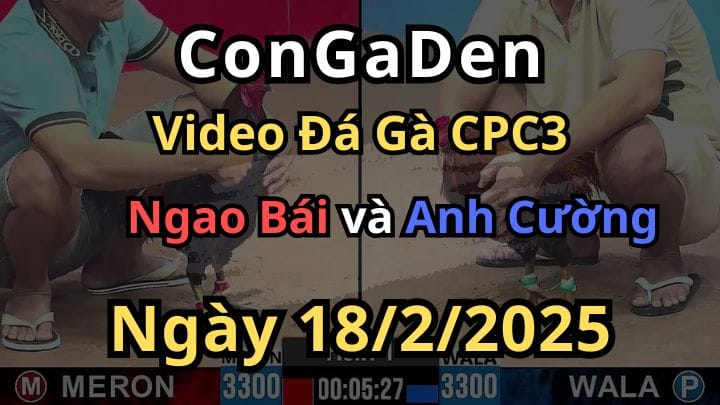 Gà Anh Cường CT Ra Chiêu Gà Đỏ Thì Đưa Ngực Ra Đỡ Đạn CPC3 18/2/2025