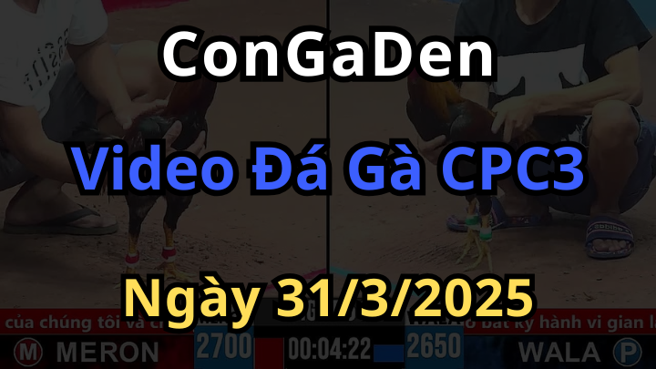 Full video đá gà cpc3 ngày 31/3/2025 cực hot hôm nay