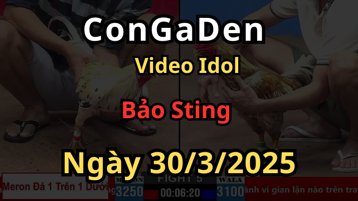Các trận gà của Bảo Sting ở bồ cpc2 hôm nay 30/3/2025