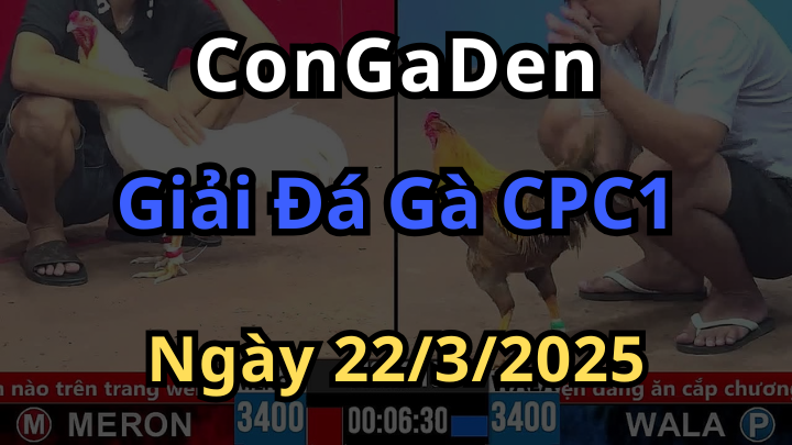 Giải đá gà 4 con gà ở CPC1 Ngày 22/3/2025 quy tụ nhiều Sư kê