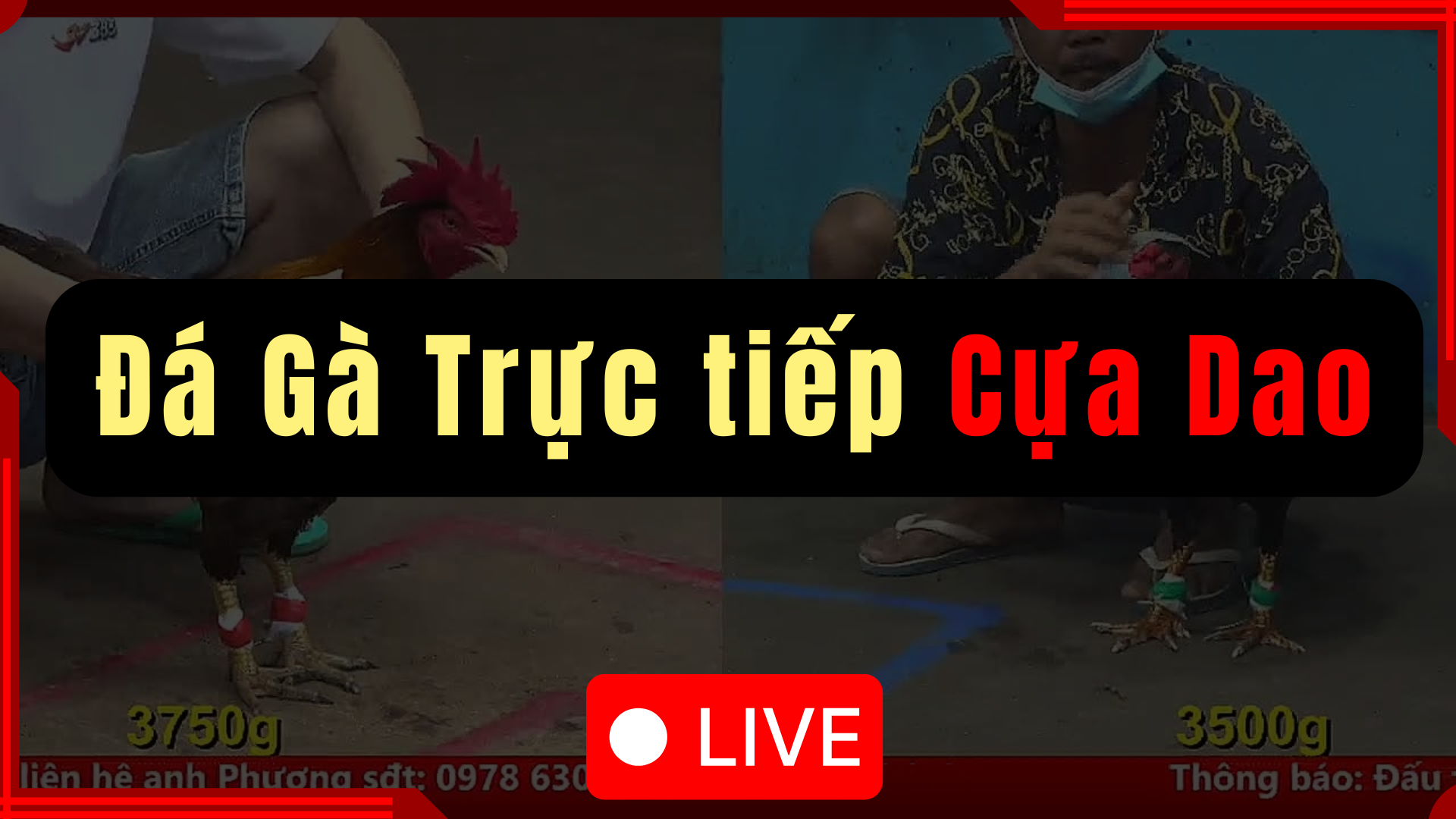 Xem ĐÁ GÀ CỰA DAO trực tiếp - CONGADEN