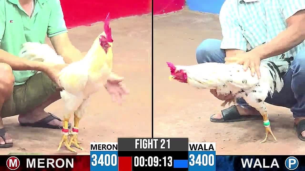 Full Video đá gà Thomo CPC3 ngày 24/4/2025