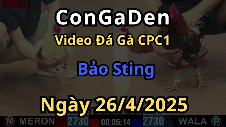 Video Đá Gà Bảo Sting tại cpc1 ngày 26/4/2025