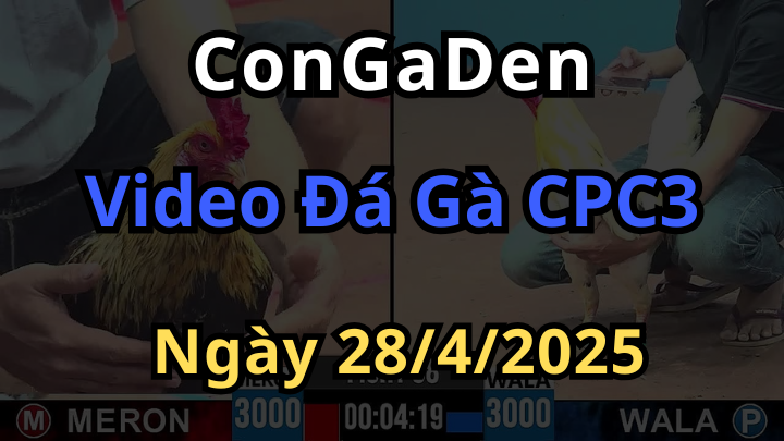 Xem Đá Gà Trực Tiếp CPC3 28/4/2025 Có Bình Luận