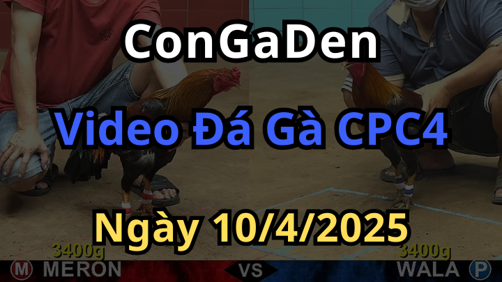 Clip đá gà cpc4 ngày 10/4/2025 Campuchia mới nhất