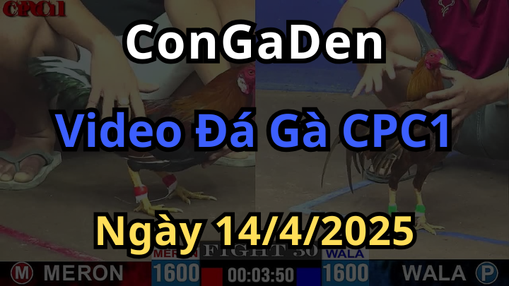 Xem lại Đá Gà Thomo CPC1 Ngày 14/4/2025