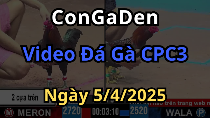 Xem full đá gà cpc3 trực tiếp ngày 5/4/2025 có bình luận viên - Congaden