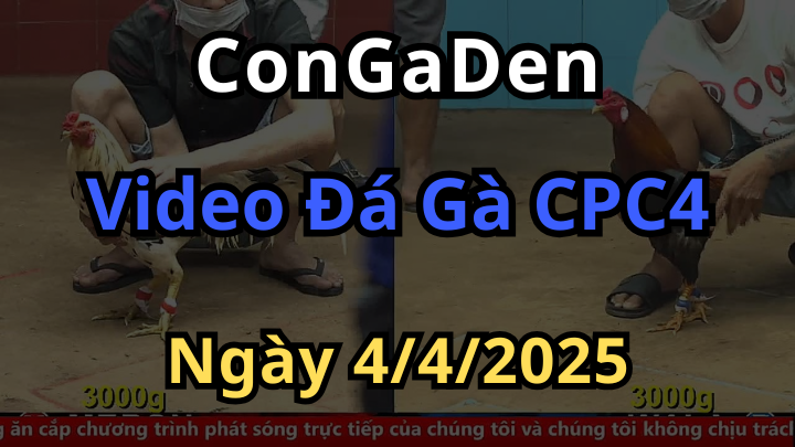Phát lại đá gà cpc4 ngày 4/4/2025 Cực hay cùng Congaden