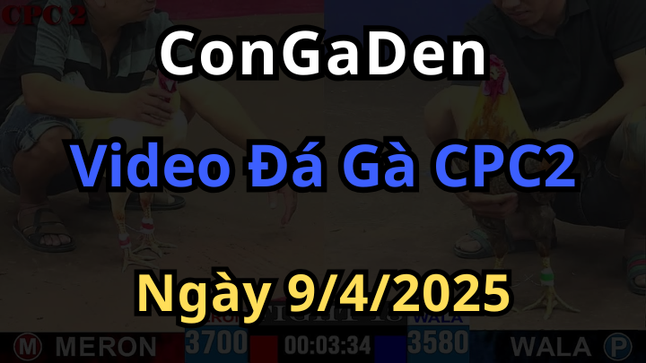 Clip đá gà thomo cpc2 ngày 9/4/2025 có bình luận