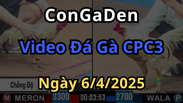 Phát lại trực tiếp đá gà cpc3 ngày 6/4/2025 siêu hay
