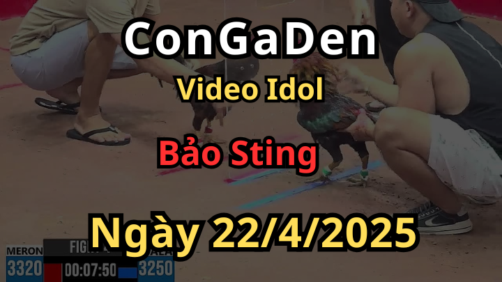 Video Đá Gà của Bảo Sting tại giải CPC3 ngày 22/4/2025