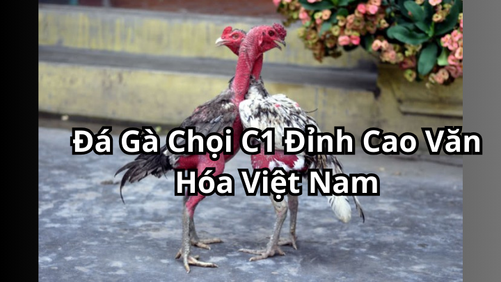 Đá Gà Chọi C1 Đỉnh Cao Văn Hóa Việt Nam