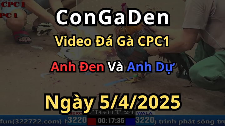 Gà anh Đen bị dí không thương tiếc CPC1 5/4/2025