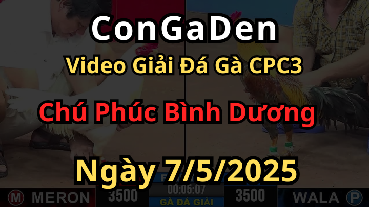 Video đá gà của Chú Phúc Bình Dương tại Giải CPC3 ngày 7/5/2025