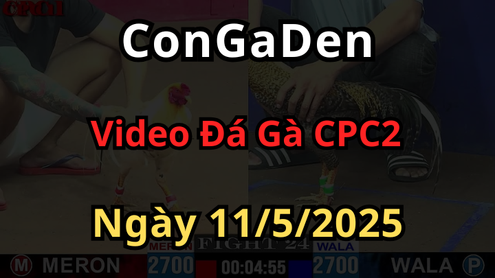 Phát lại Đá Gà Trực Tiếp CPC2 Thomo ngày 11/5/2025