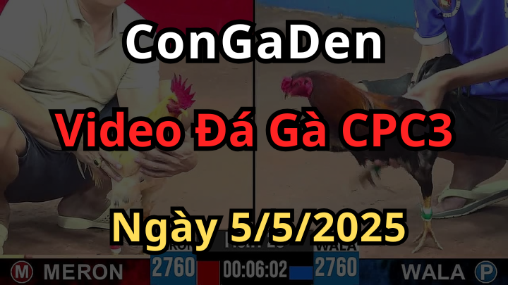 Xem Đá Gà Trực Tiếp CPC3 Ngày 5/5/2025 Có Bình Luận