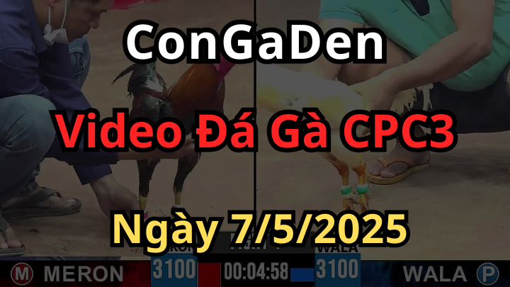 Xem Đá Gà Trực Tiếp CPC3 Hôm Nay 7/5/2025