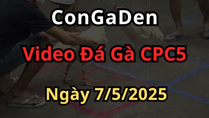 Phát lại Đá Gà CPC5 bồ an giang ngày 7/5/2025 mới nhất