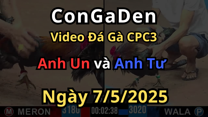 [xổ 300]Gà que của anh Tư đá đỉnh thì thôi rồi CPC3 7/5/2025