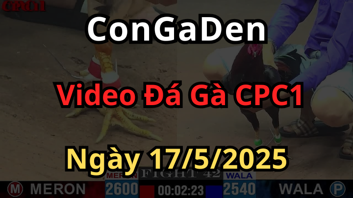Xem Đá Gà Trực Tiếp Thomo CPC1 ngày 17/5/2025 hôm nay