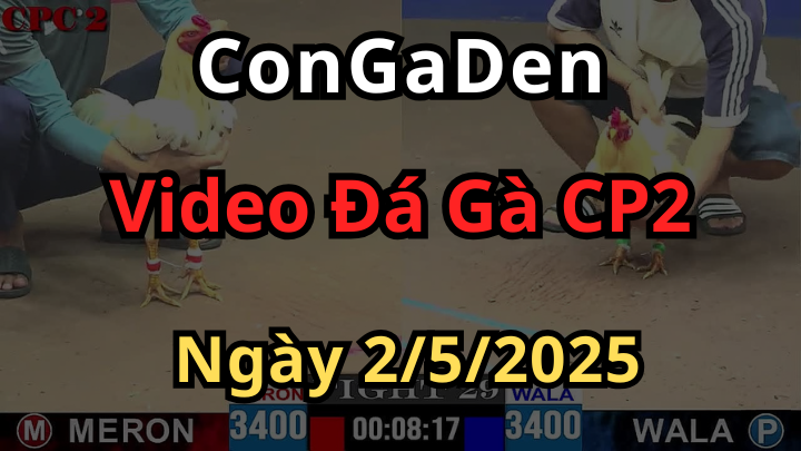Xem Đá Gà Trực Tiếp CPC2 Ngày 2/5/2025 mới nhất
