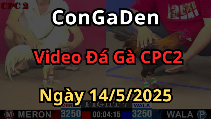 Phát Lại Đá Gà Trực Tiếp Thomo CPC2 ngày 14/5/2025